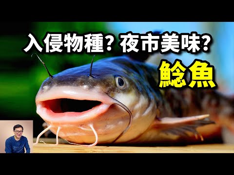 世界百大入侵物種,卻變成夜市美食「藥燉土虱」?行為極其迷惑,號稱「淡水虎鯨」的鯰魚【老肉雜談】#動物 #美食 #鯰魚 #魚 #catfish