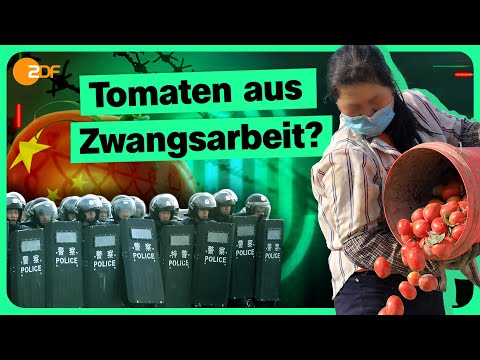 Tomaten unter Verdacht: China und die Zwangsarbeit | Die Spur