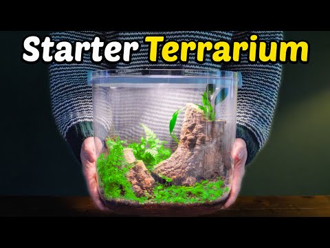 How To Make a Terrarium (2025 Update)