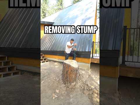 Removing a Tree Stump Next to a House