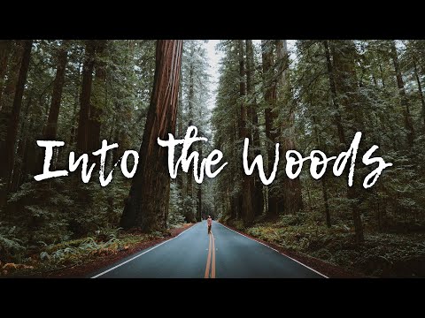 Into The Woods - Acoustic Playlist for Peaceful Moments