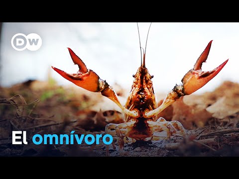 La amenaza invasiva: los cangrejos calicó amenazan la biodiversidad | DW Documental