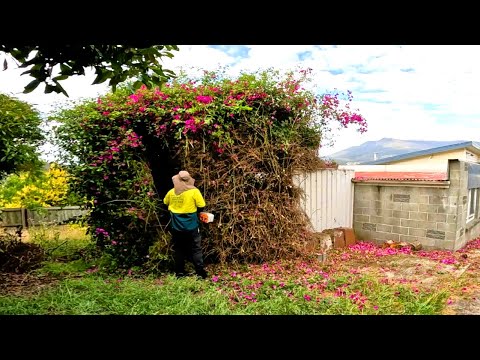 I removed the BIGGEST BUSH on Youtube!