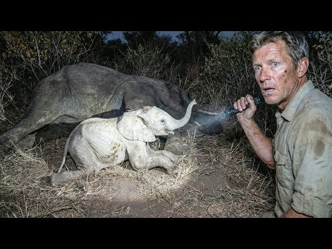 A White Baby Elephant Begged a Man for Help, an Incredible Journey Began! |Animal Rescue Short Film