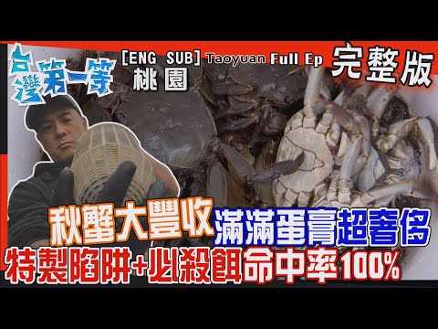 [全新] Taoyuan【秋蟹大豐收"特製陷阱+必殺餌"命中率100%/水中蛋糕滿滿"蛋膏"奢華鮮味無法擋 / 平民人參 陸上"紅珊瑚"鮮豔紅油卻不辣！？】│2023.01.15│《台灣第一等》完整版