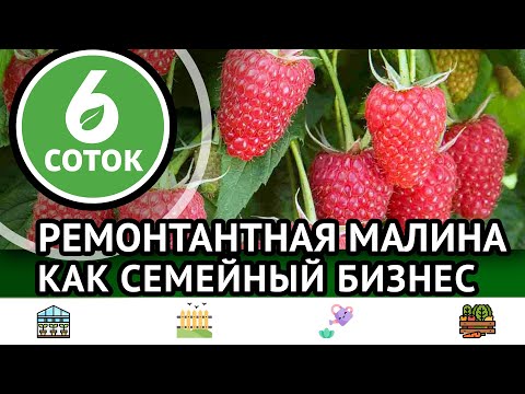 Ремонтантная малина как семейный бизнес. 6 соток 19.09.2022