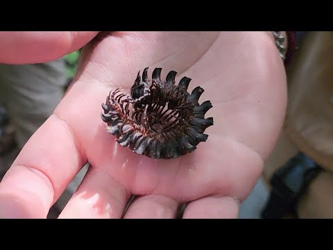 아마존4편 - 칼날갑옷 괴생명체 정체는 무엇일까요..? 처음보는 희귀생물들 연속 발견하다!