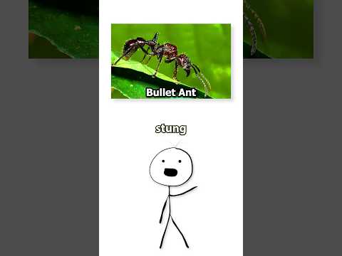 The Most Painful Sting in the World - Bullet Ant 😵 🐜