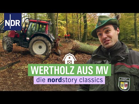 Auf der Jagd nach dem perfekten Stamm | Die NordreportageClassics: Re-Upload vom 24.03.21 | NDR