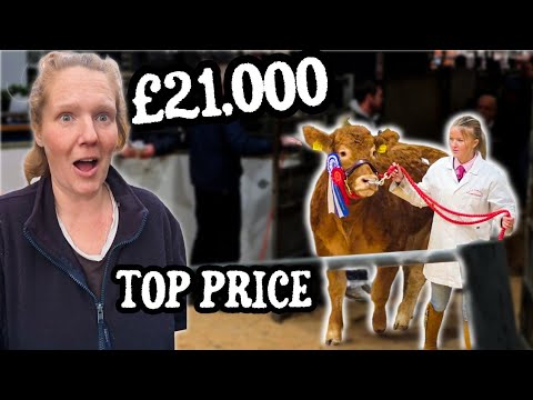 £20,000 Guineas Top Price At Carlisle Auction!!.... Out Of Our League 