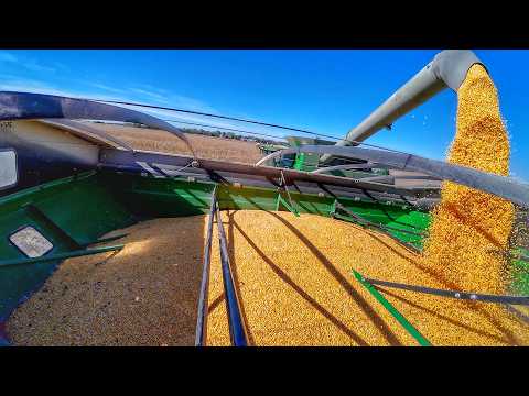 Harvesting 100 Acres of High Yield Corn