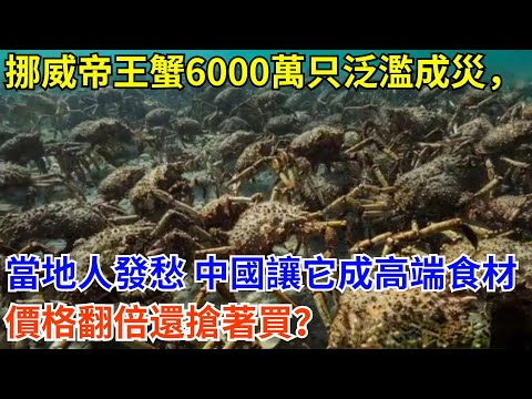 挪威帝王蟹 6000 萬只泛濫成災，當地人吃膩發愁，中國吃貨讓它成高端食材，價格翻倍還搶著買？#科普 #熱門 #中國高鐵 #國際觀點 #大國工程