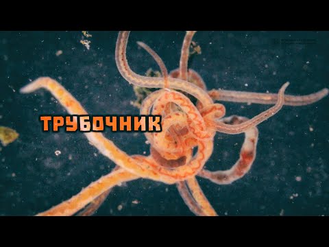 Сказочно червивый подводный лес. Трубочник и его родня в природе и аквариуме // Clever Cricket