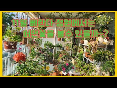 11월 베란다정원에서는 어떤 꽃을 볼수 있을까?