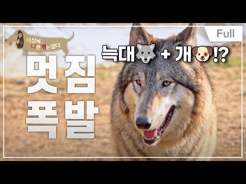 [Full] 세상에 나쁜 개는 없다 - 늑대가 나타났다!