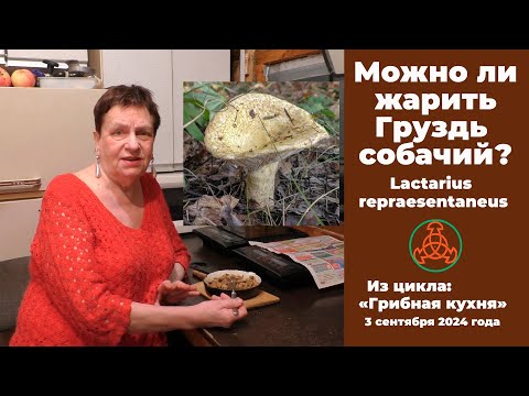 Можно ли жарить Груздь собачий?  Lactarius repraesentaneus. Грибная кухня . 3 сентября 2024 года