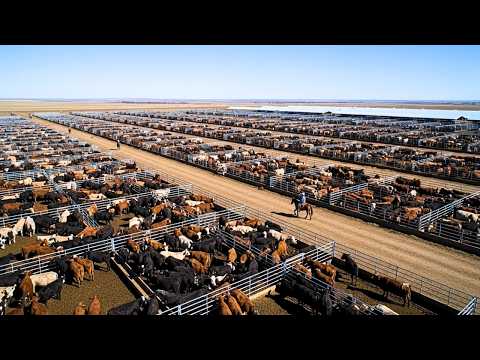 Así CRÍAN los GANADEROS de EE UU  Más de 30 MILLONES de VACAS de CARNE  Mega Granjas