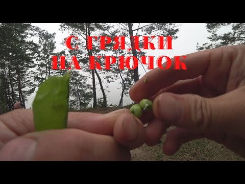 Карась на зеленый стручковый горох. Будет ли клев?