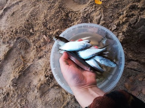 Ловля крупной уклейки / Жареная уклека / Прикормка на уклейку