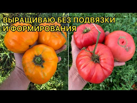 ТОП 5 Крупных сортов томата для огорода. Мясистые, вкуснейшие!