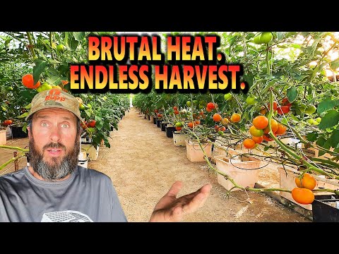 The Heat Nearly Broke Us — But These Tomatoes Refuse to Quit