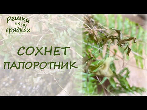 Папоротник сохнет и осыпается Как спасти