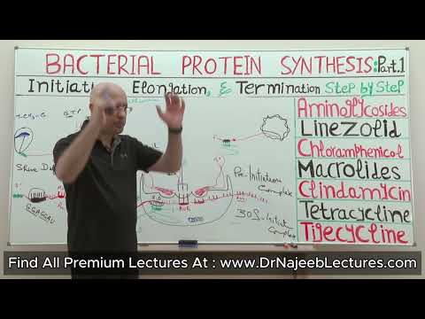 Role of Initiator factors in prokaryotic protein synthesis