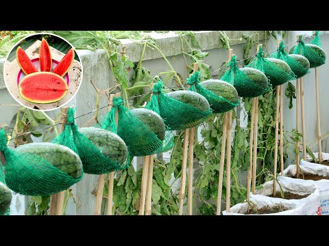 Amazing Idea | How To Grow Watermelon at Home Easy for Beginners