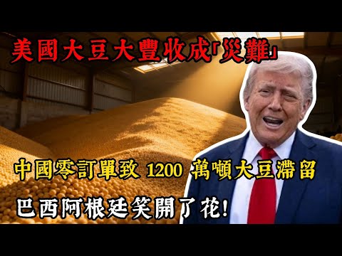 美國大豆大豐收成「災難」？中國零訂單致 1200 萬噸大豆滯留，巴西阿根廷笑開了花！#美國大豆 #中美貿易