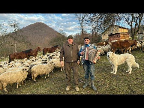 The largest farmer in Tyachiv region — Ivan Pokovba | large sheep farm in Vilkhivchyk