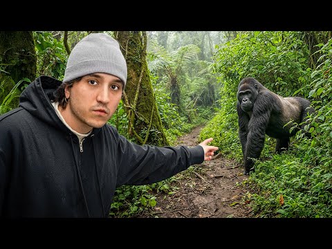 Encontré los Últimos Gorilas Salvajes del Mundo