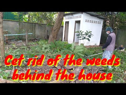 Get rid of the weeds behind the house #WeedCleaning #CleanUp #AbandonedHouse #BeforeAndAfter