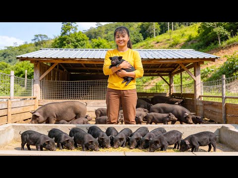 Buy 100+ Piglets & Ducklings To Raise, Phuong's Farm Raises Many Chickens & Guinea Fowls