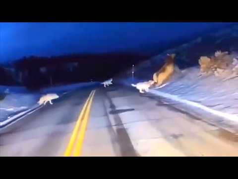 30 Minutes of Most Incredible Animals Moments Caught on Camera!