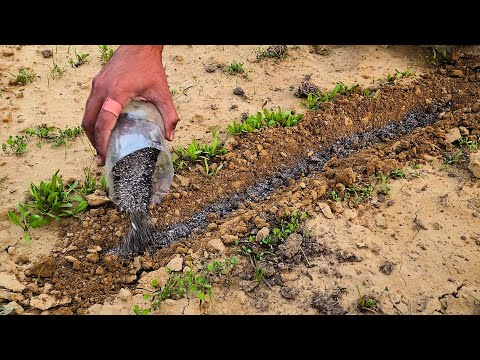 I Tried This Old-School Soil Mix and Plants Exploded with Growth