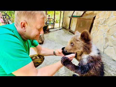 Спасенный медвежонок Лейла ОБНЯЛА Олега Зубкова ручками и стала лакомиться сладким медом!