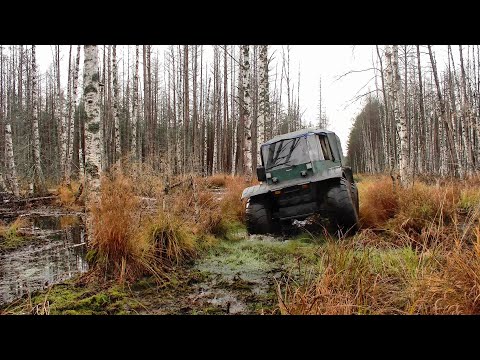 За монетами через болота #539