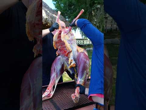 I cooked a Dinosaur!