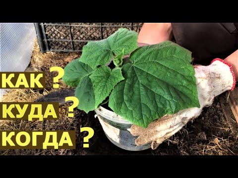 Всё о рассаде огурцов. Как выращивать?