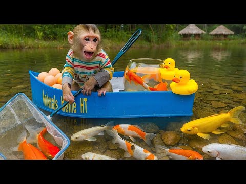 Ken monkey catches koi fish Vlogs