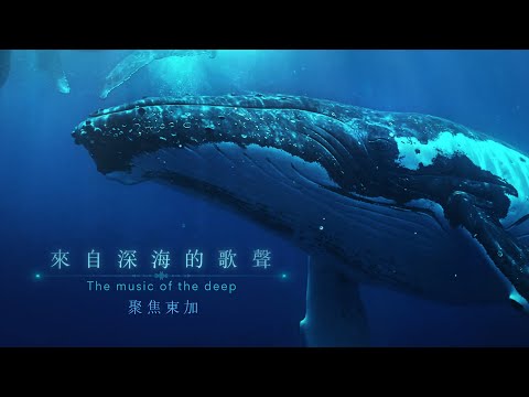 《來自深海的歌聲：聚焦東加》_聆聽大翅鯨之歌_大洋的召喚4K｜《聚焦全世界》第58期｜舒夢蘭｜The Music of the Deep
