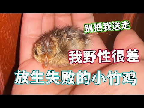 网友送来的小竹鸡成功孵化，由于野性太弱放生后又回来了，这是砸手里了？【天下一场梦】