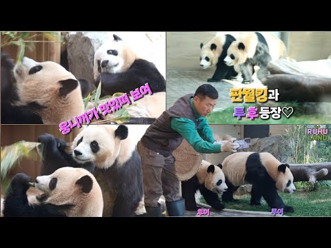 EP.11 당근과 워토우 먹고, 내실에서 사이좋게 나오는 💜루이&후이🩷 #루이바오 #후이바오 #세컨하우스 #숨숨집 #판다월드