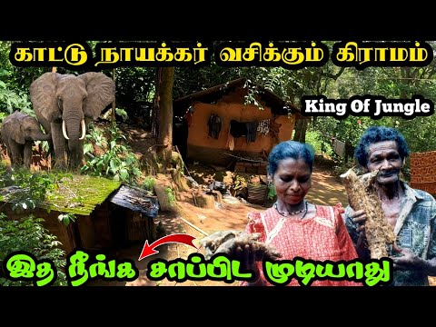 அடர் வனத்தில் வசிக்கும் காட்டுநாயக்கர்கள்|rare tribal village|kattunayakan tribes|nilgiris