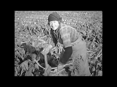 Von der Saat bis zur Ernte -  Rittergut Wendhausen 1940