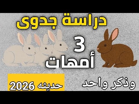 ✨ "أقوى دراسة جدوى ليـ 3 أمهات أرانب لسنة 2026 | مشروع صغير يفتح لك باب رزق كبير!"