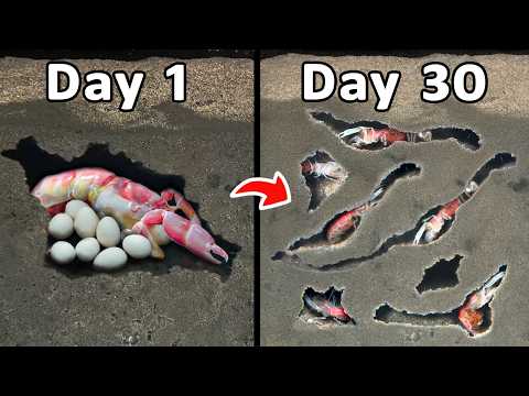 I Raised a Colony of Mud Shrimp