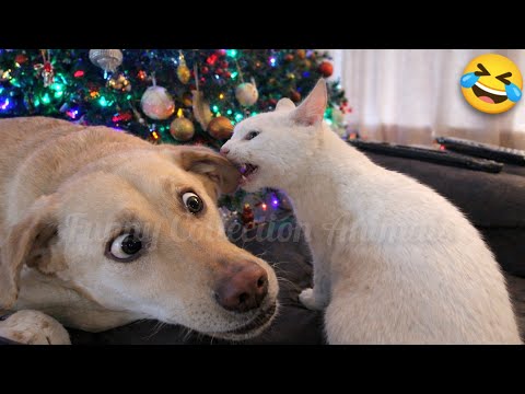 FUNNIEST Cats & Dogs Compilation 😂 | 50 Minutes of Non-Stop Laughs