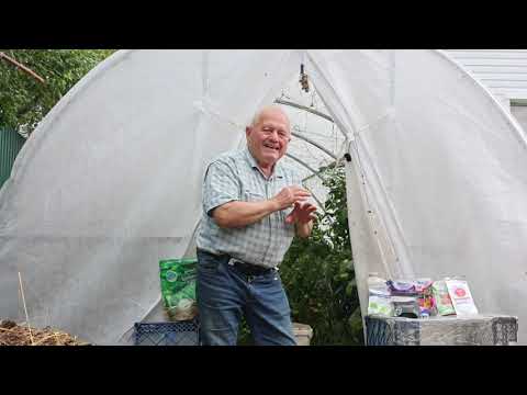 Почему сыворотка и грибной АКЧ у меня работают на грядках лучше пестицидов