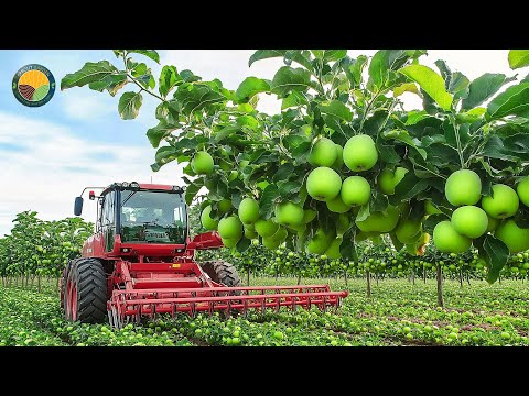 How US Farmers Harvest Millions of Tons of Green Apples by Machine | Farming Documentary